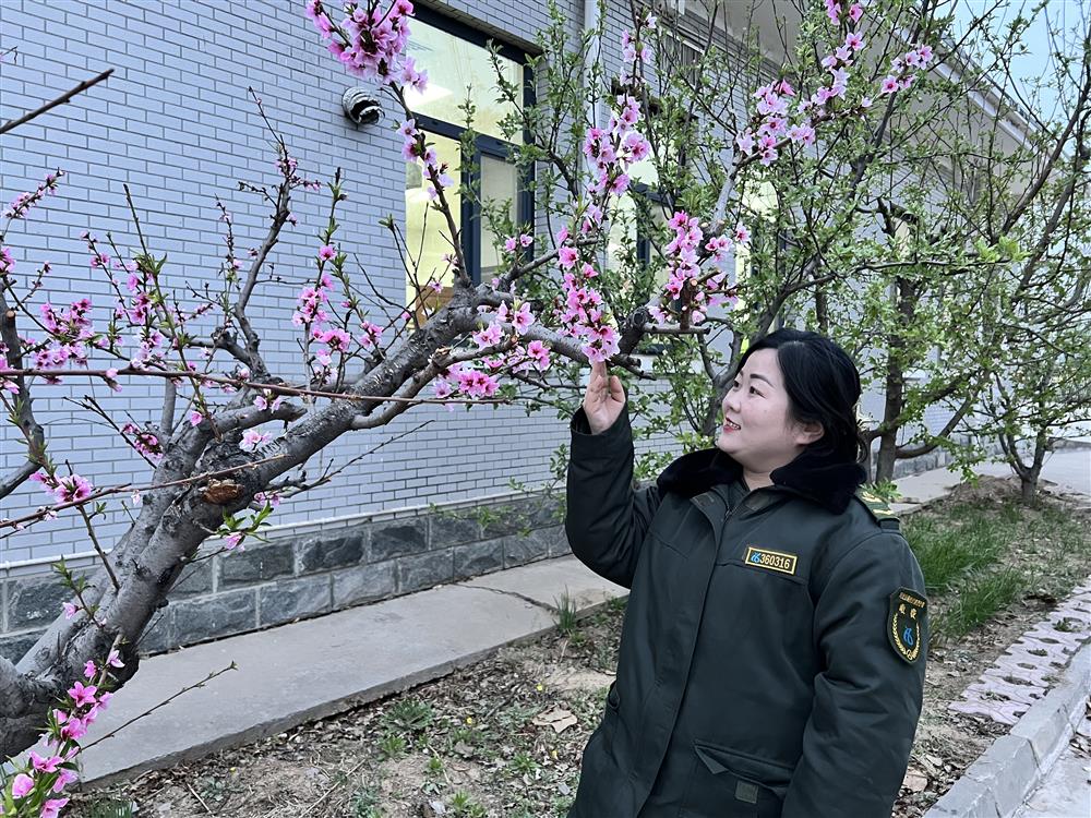 四月初，威县收费站的桃花已盛开，工作之余，职工们纷纷来到桃树前赏花、拍照，十分惬意。