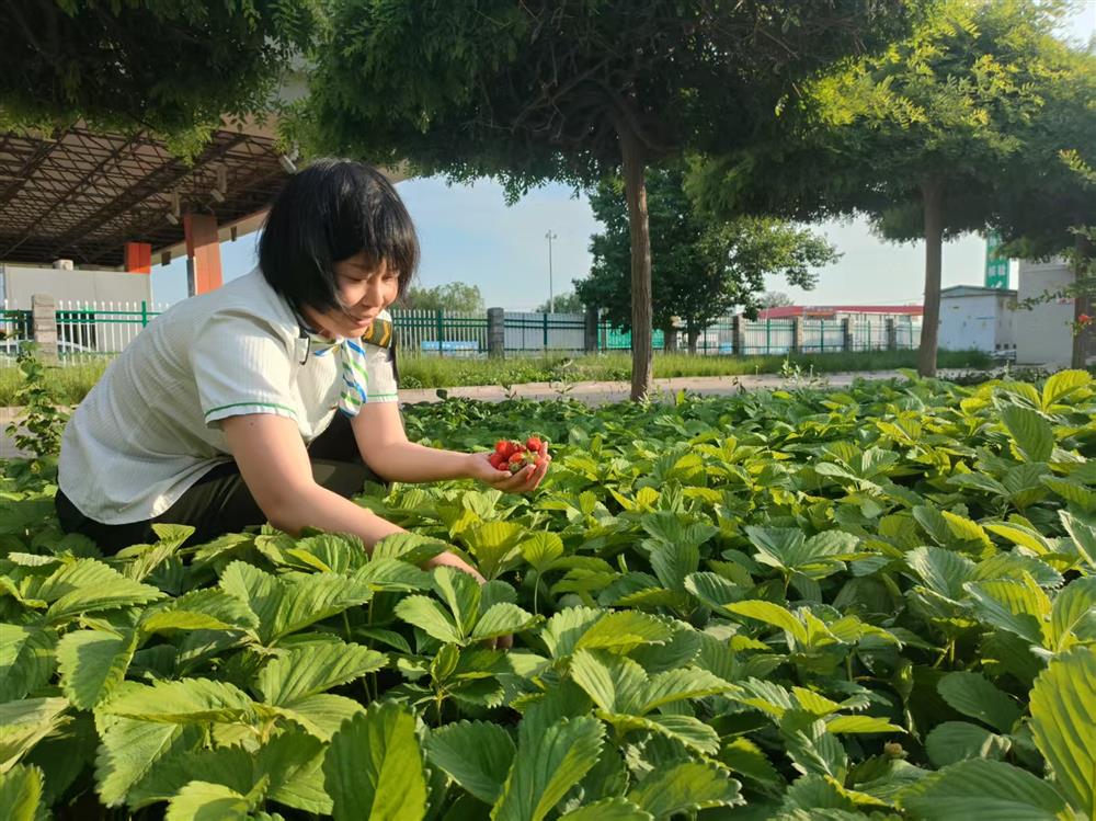站区种植的草莓迎来丰收，职工们将圆润饱满、色泽诱人的果实小心摘下，为食堂餐桌添上了清甜可口的美味鲜果。
