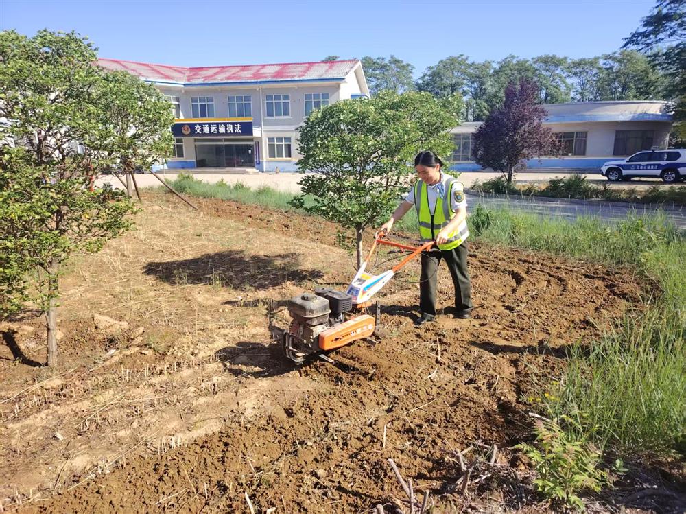 威县收费站一线职工，工作之余在站区绿化带内用“旋耕机”进行旋地，准备种植向日葵。