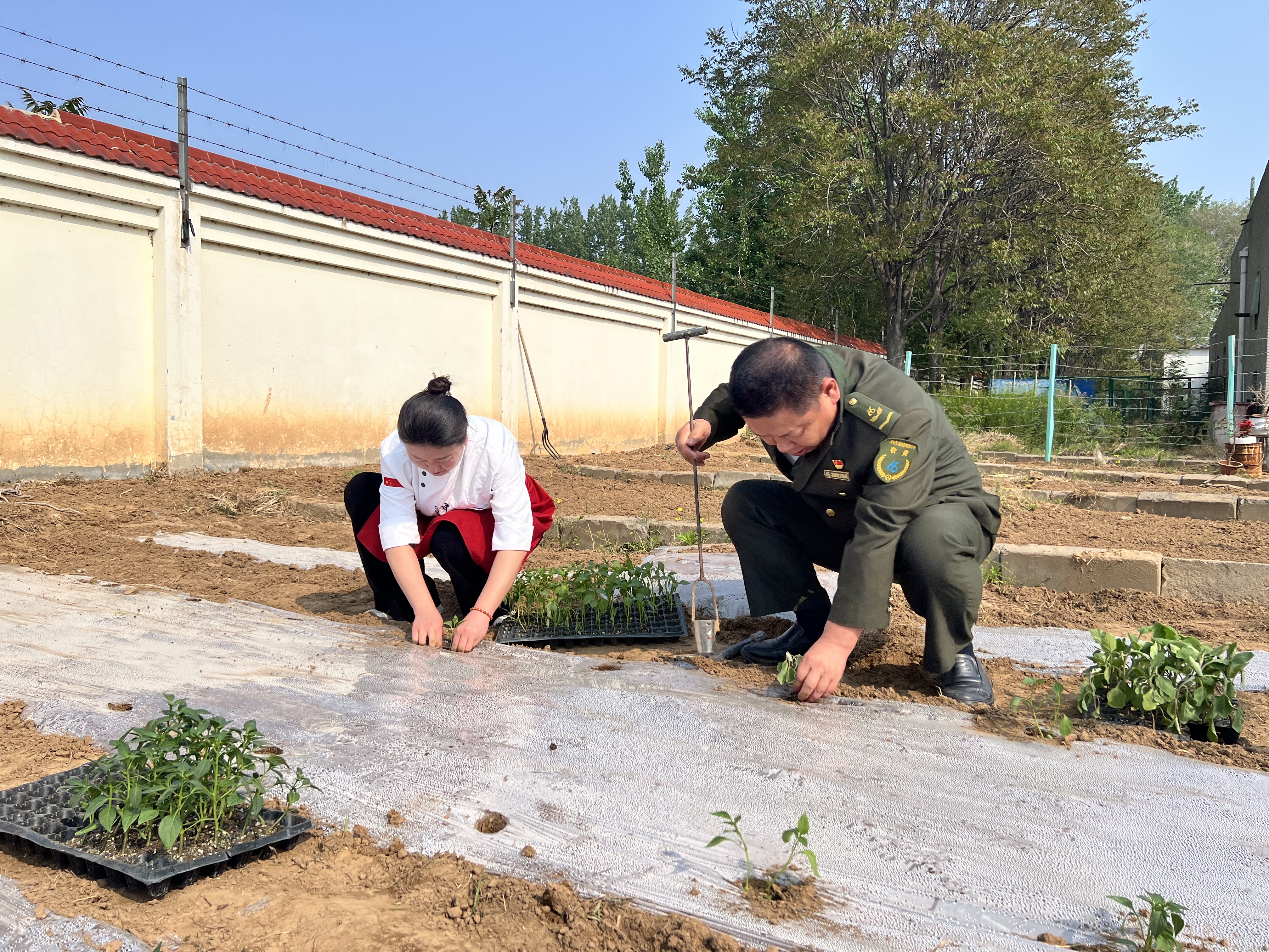 菜苗移栽忙 劳动绽芬芳